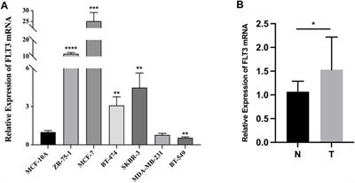 High FLT3 expression indicates favorable prognosis and correlates with clinicopathological parameters and immune infiltration in breast cancer